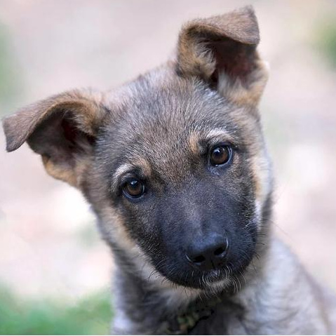 Комплекс Стрижка- Метисы гладкошерстные (более 30 кг)