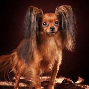 Комплекс Стрижка - Той-терьер длинношерстный щенок (до 6 мес)