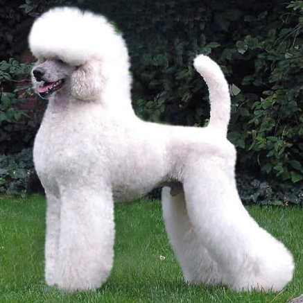 Комплекс Гигиена - Королевский пудель