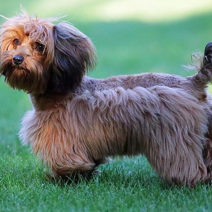 Комплекс Гигиена - Петербургская орхидея