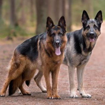 Комплекс Экспресс-линька + стрижка - Немецкая / Восточно-европейская овчарка
