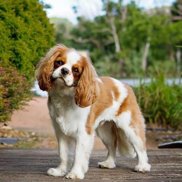 Комплекс Гигиена- Кавалер-кинг-чарльз-спаниель