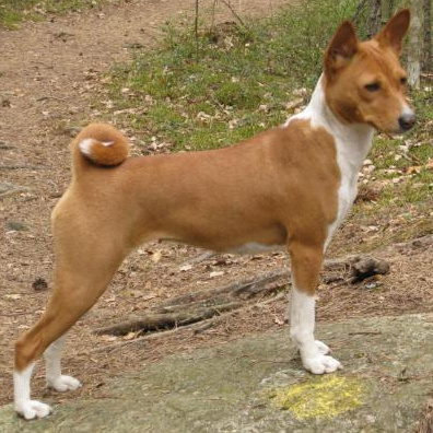 Комплекс Экспресс-линька - Басенджи