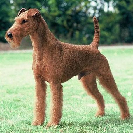 Комплекс Гигиена- Ирландский терьер