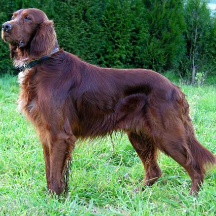 Комплекс Стрижка- Ирландский/ Английский сеттер