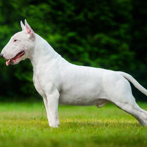 Комплекс Экспресс-линька - Бультерьер