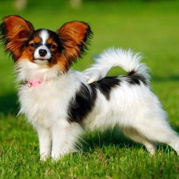 Комплекс Гигиена - Папильон/ Японский хин