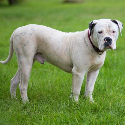 Комплекс Экспресс-линька - Американский бульдог