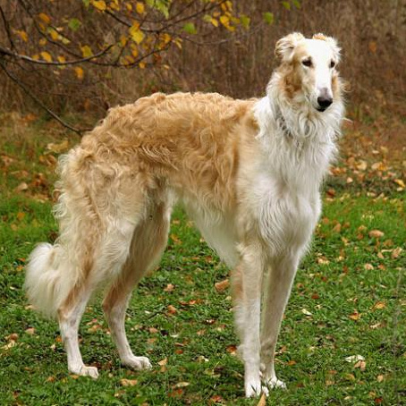 Комплекс Гигиена- Русская борзая