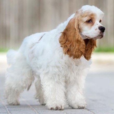 Комплекс Гигиена- Американский кокер-спаниель