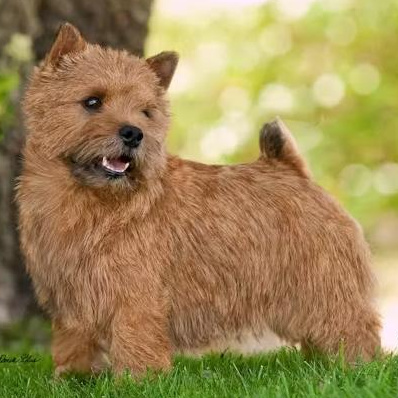 Комплекс Тримминг - Норвич терьер/ Норфолк терьер