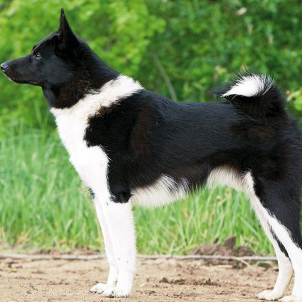 Комплекс Экспресс-линька - Лайка русско-европ/западно-сиб /восточно-сиб щенок (до 6 мес)