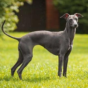 Комплекс Экспресс-линька - Левретка