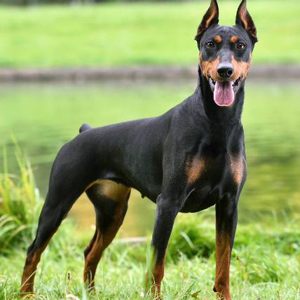 Комплекс Экспресс-линька - Доберман