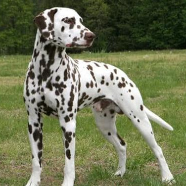 Комплекс Экспресс-линька - Далматин