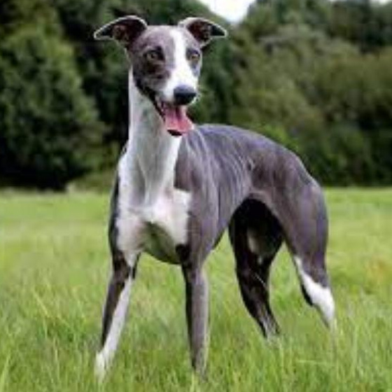 Комплекс Экспресс-линька - Грейхаунд