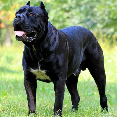 Комплекс Экспресс-линька - Кане-Корсо