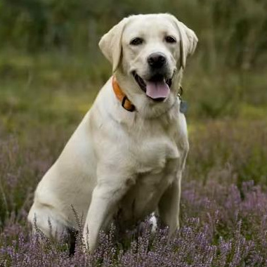 Комплекс Экспресс-линька - Лабрадор