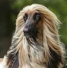 Afghan Hound