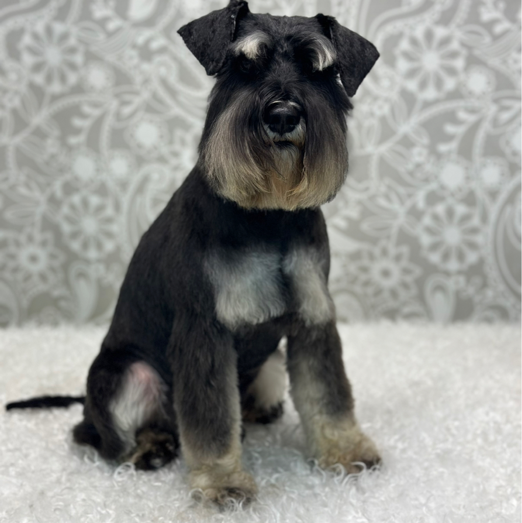 Цвергшнауцер(под машинку)