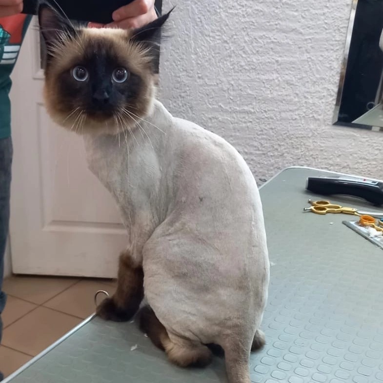 Кошка стрижка с колтунами