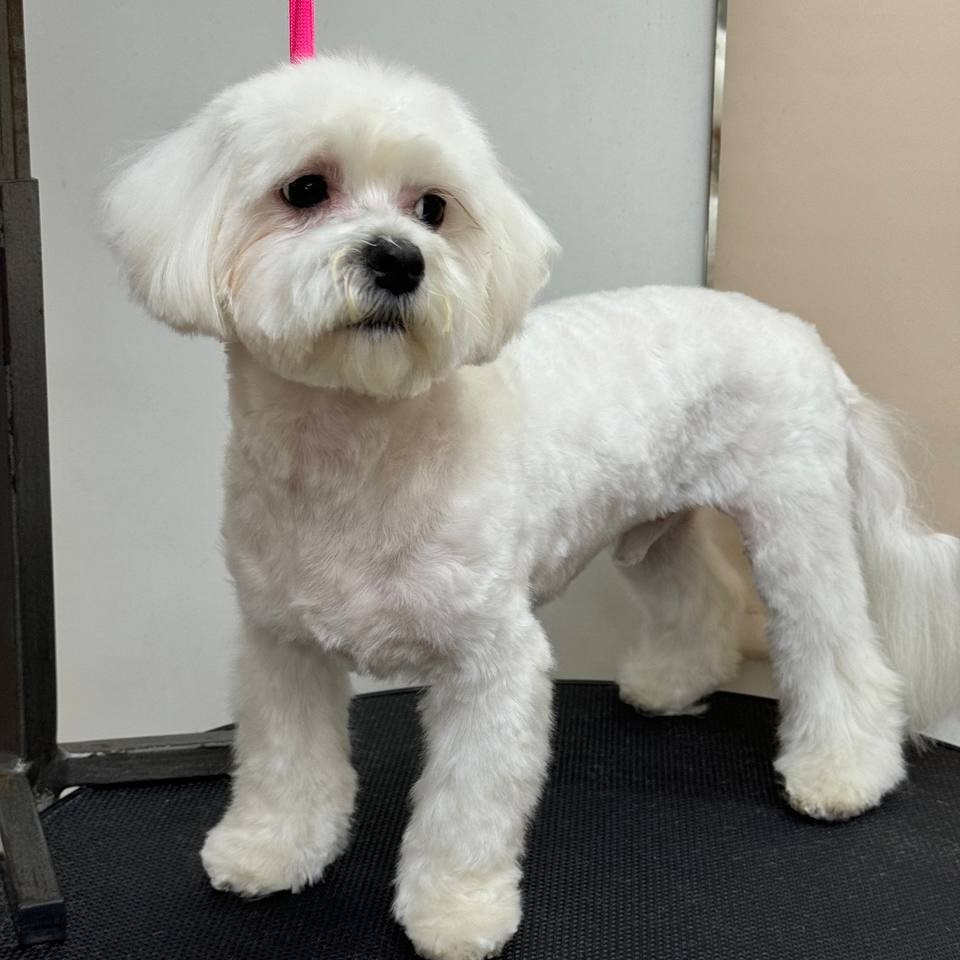 Стрижка мальтийской болонки