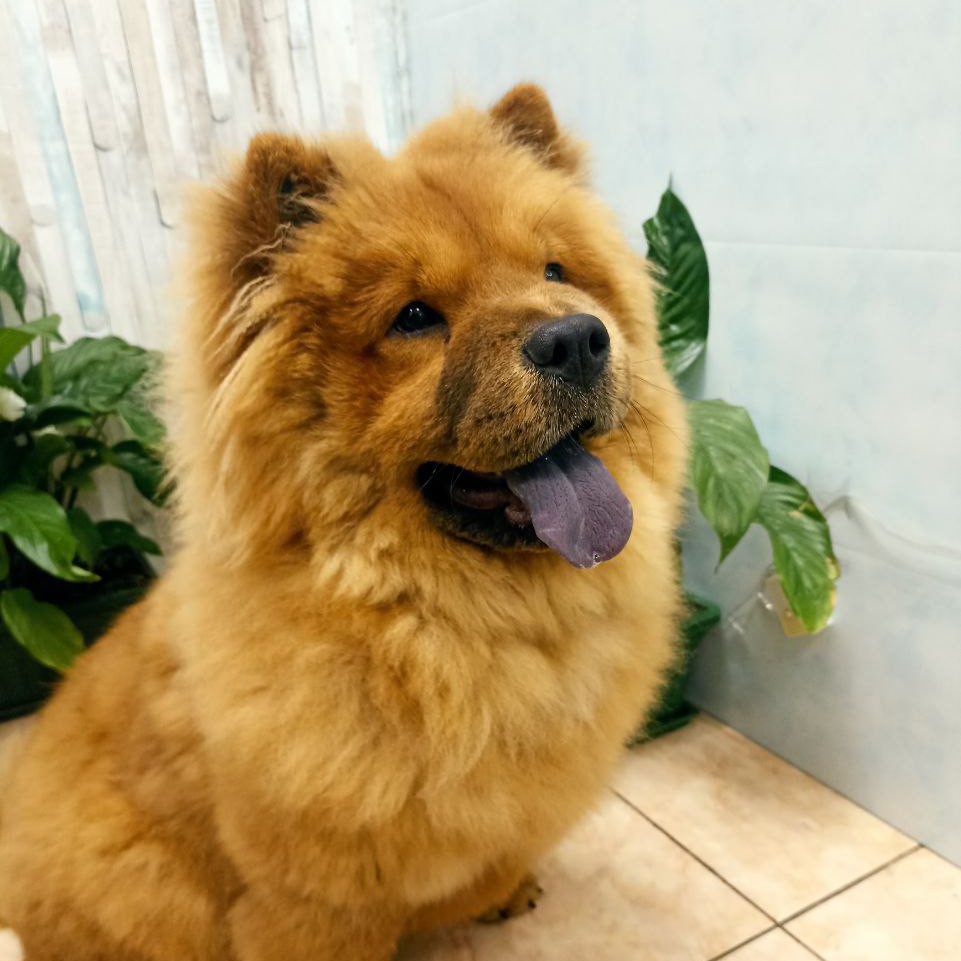 Комплекс Чау-чау