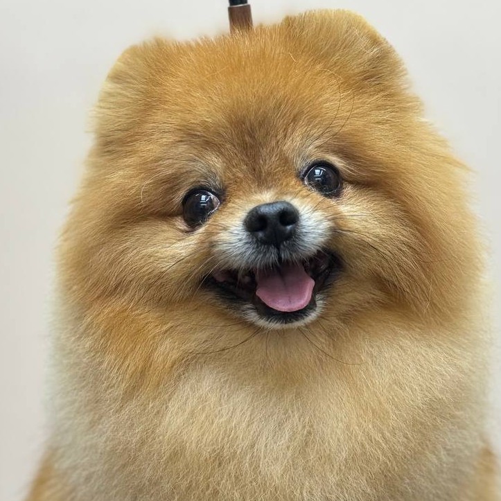 Комлекная стрижка шпица