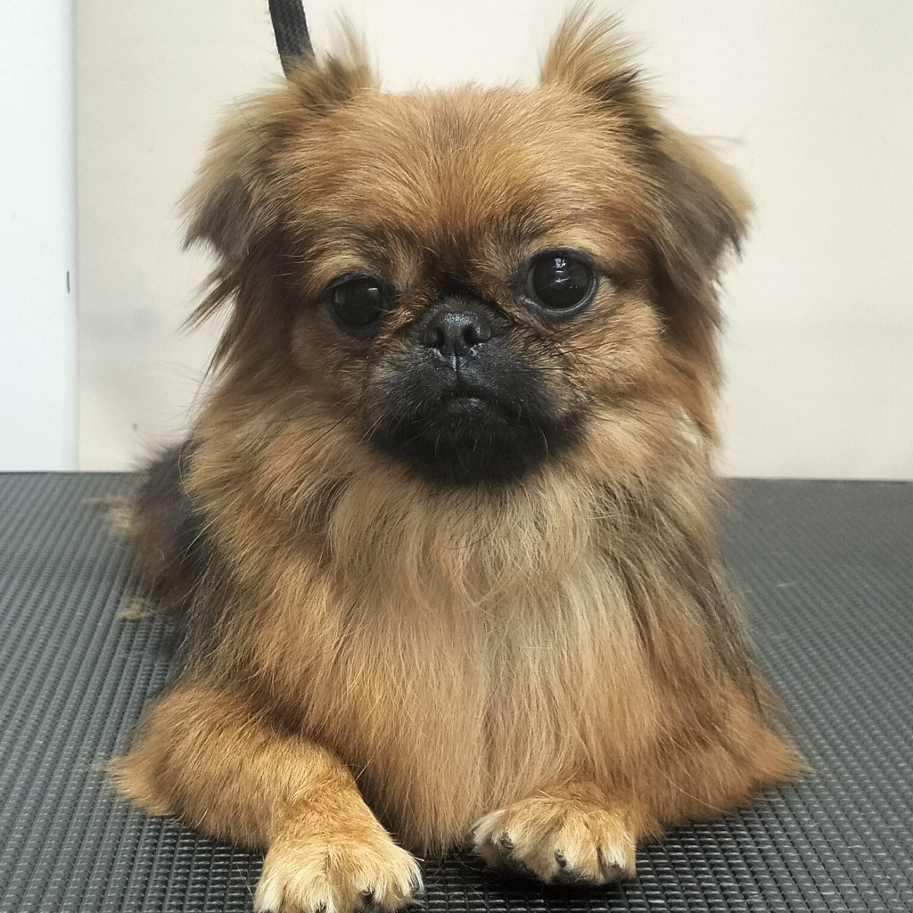 Комплексная стрижка пекинеса