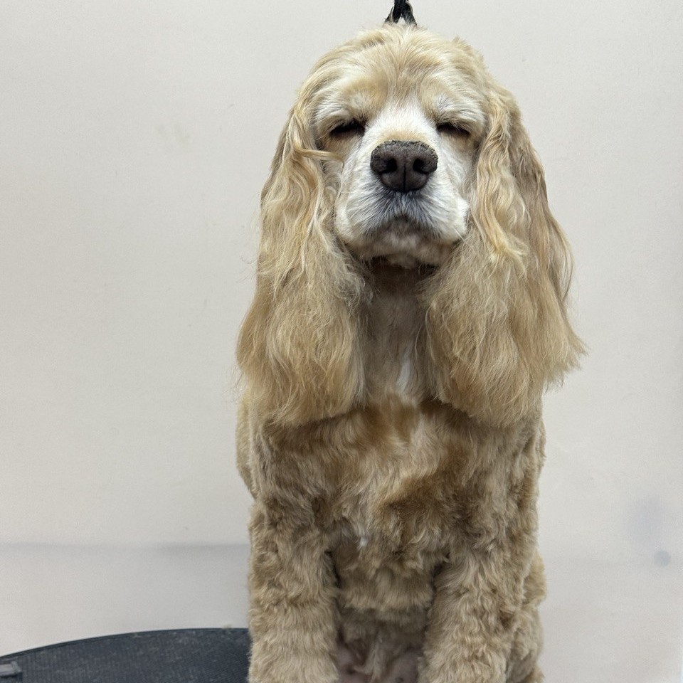 Тримминг спаниеля