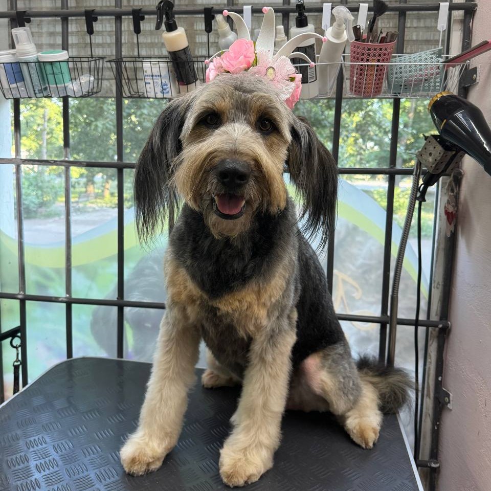 Стрижка большой собаки