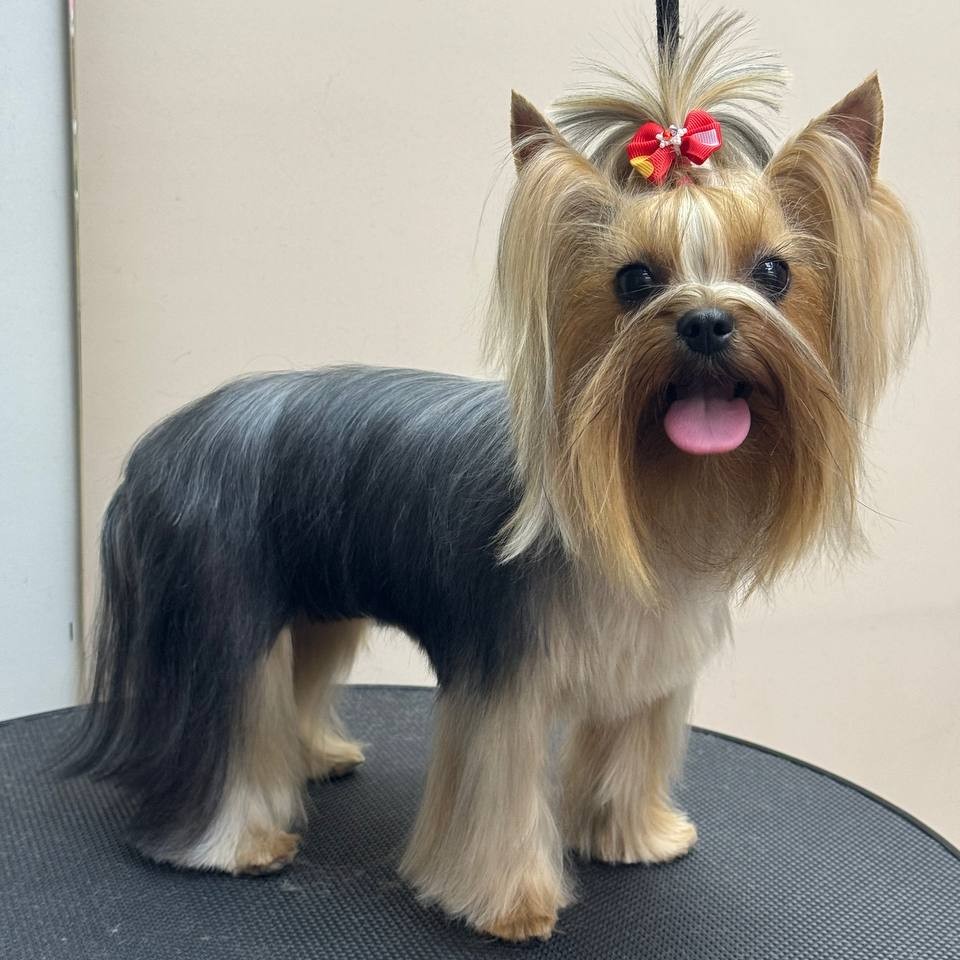 Комплексная Стрижка йорка