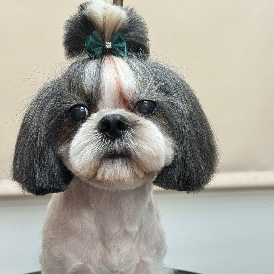 Комплексная стрижка шитцу