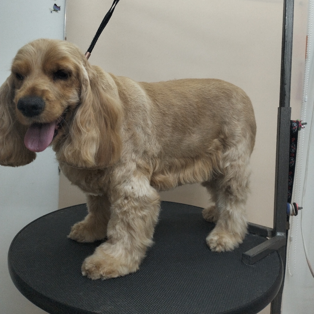 Комплексная стрижка спаниеля ( бритьё)