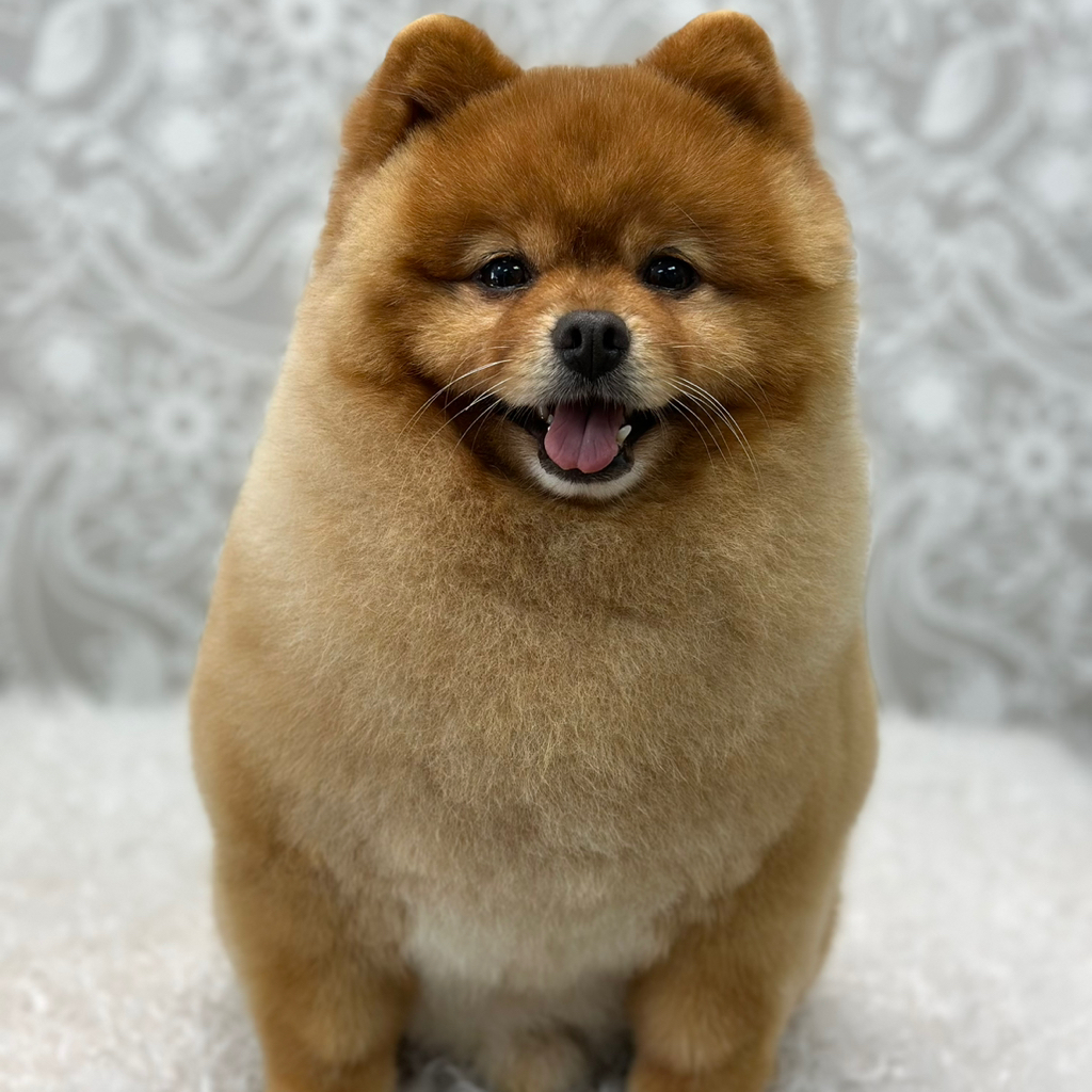 Шпиц (под мишку) Мини/малый (до 28см)