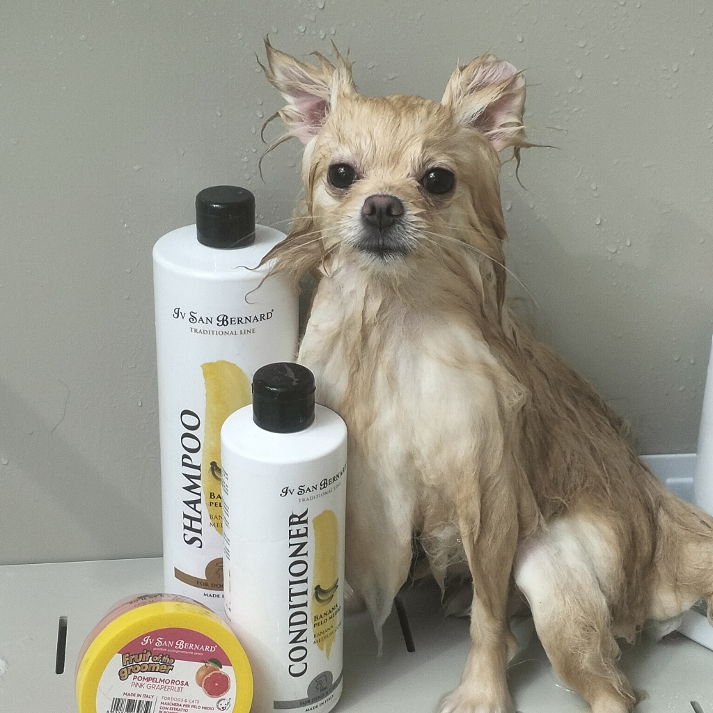 Купание собаки