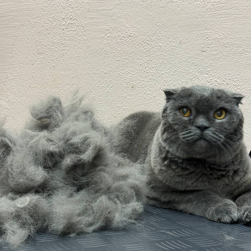 Экспресс линька для котика