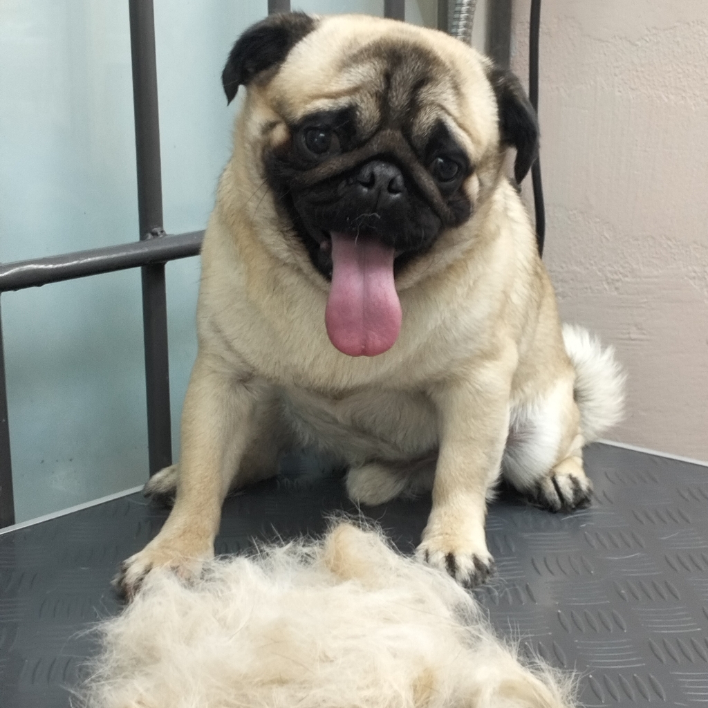 Вычес мопса