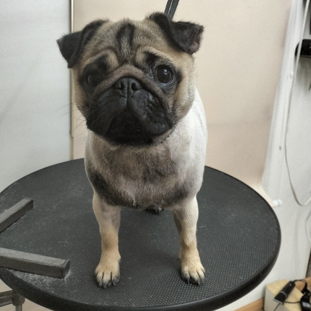 Стрижка мопса