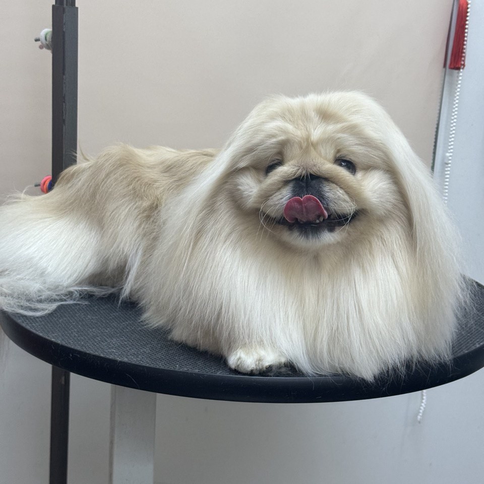 Комплексная стрижка королевского пекинеса