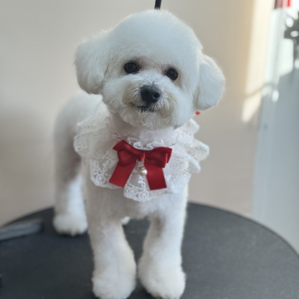 Комплексная стрижка бишона