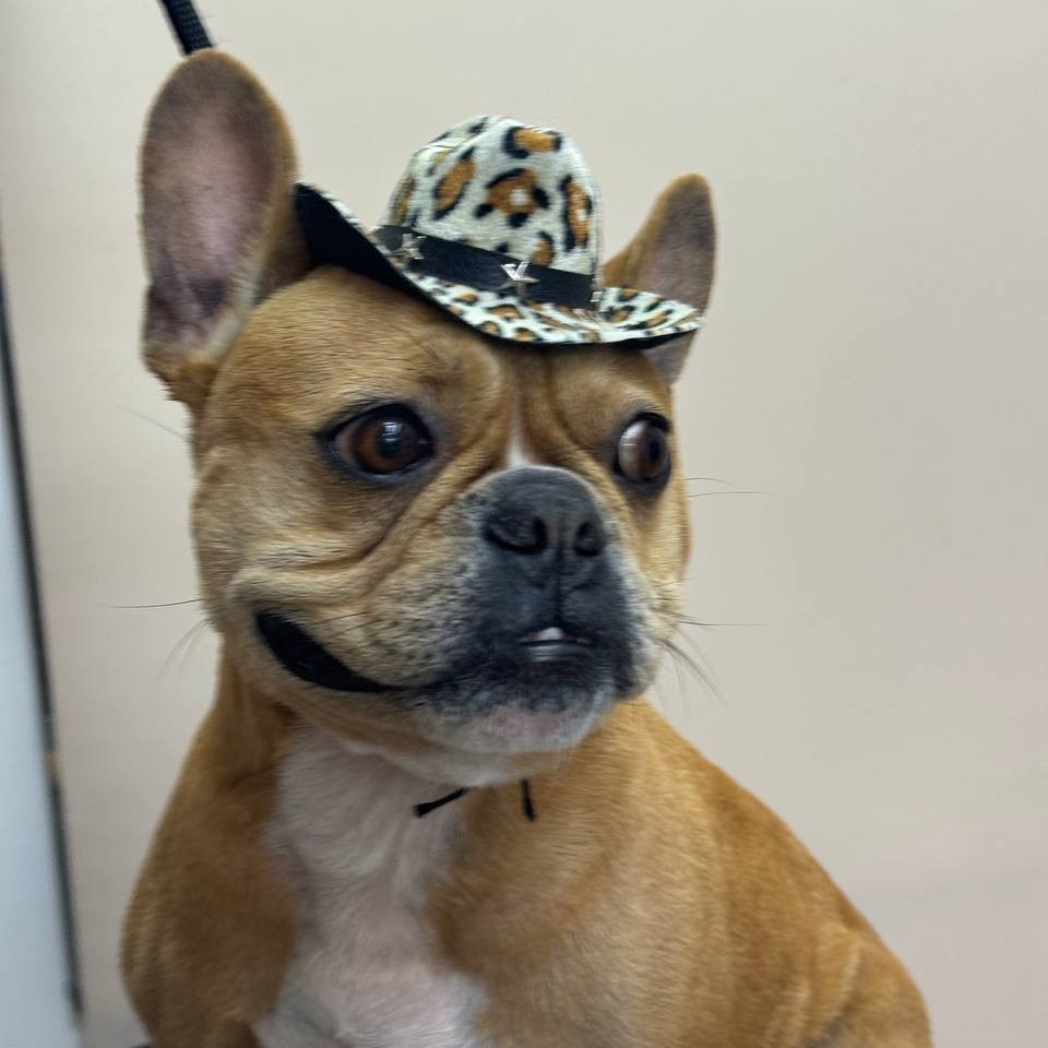 Вычес французского бульдога