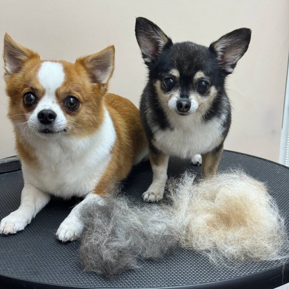 Вычес чихуахуа