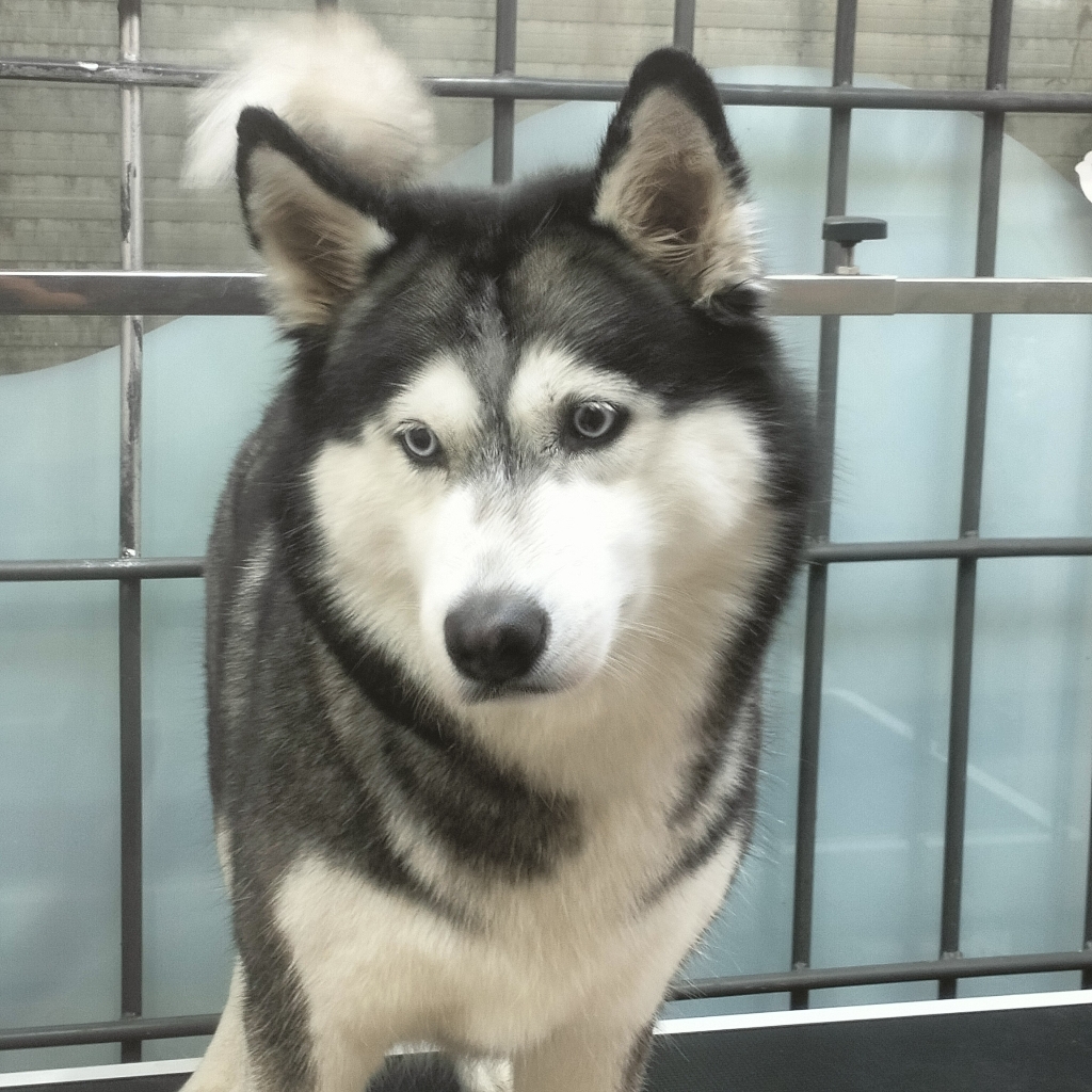 Вычес хаски