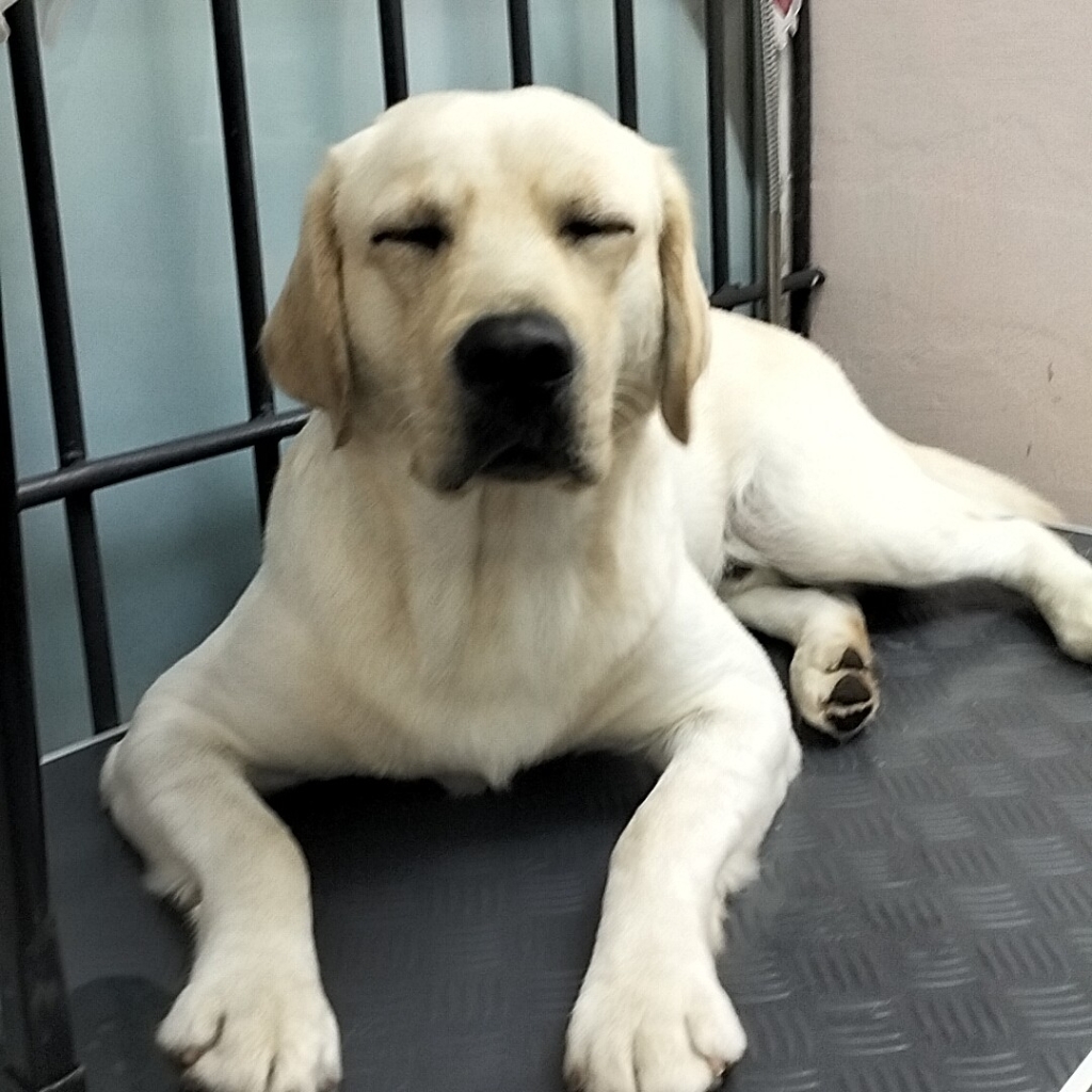 Вычес лабрадора