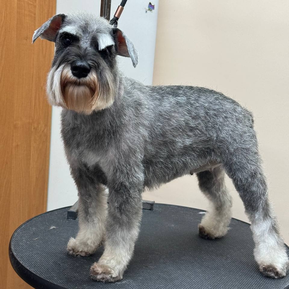 Гигиена цвергшнауцера