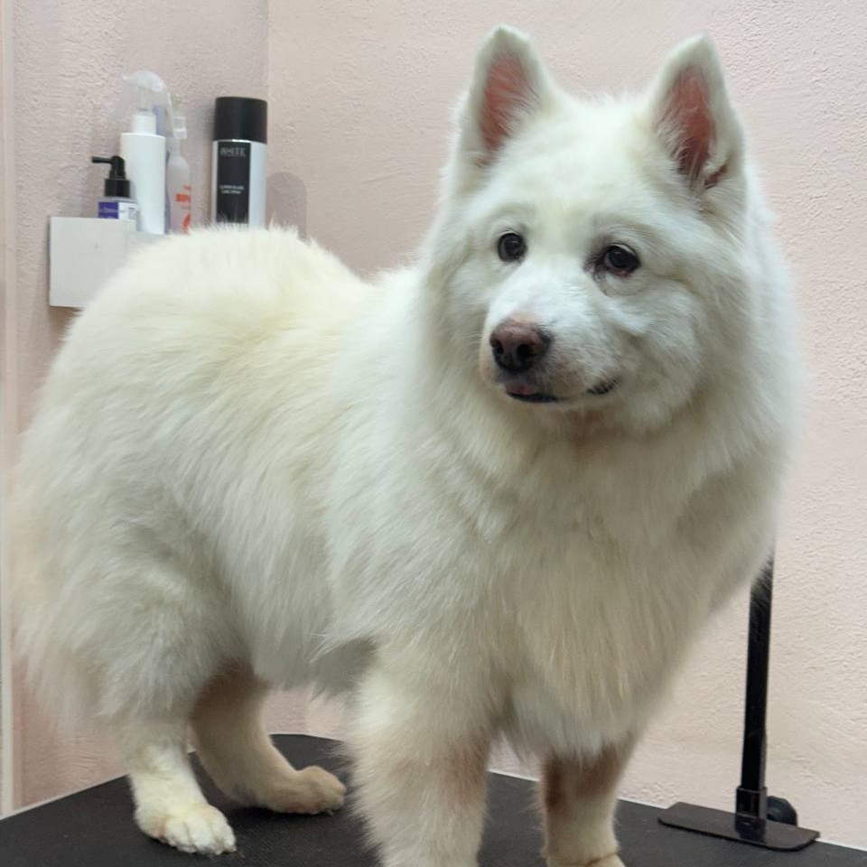 Вычес самоеда