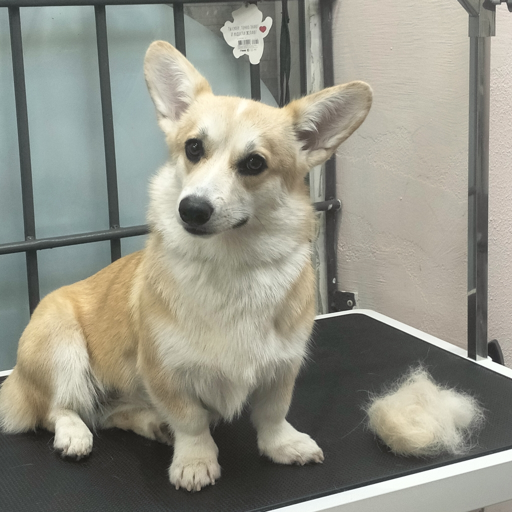 Вычес корги