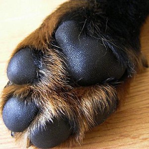 Крупные собаки