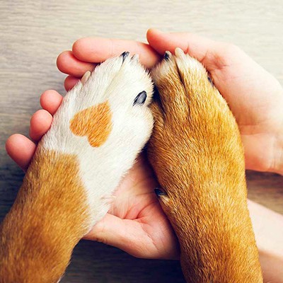 Средние собаки